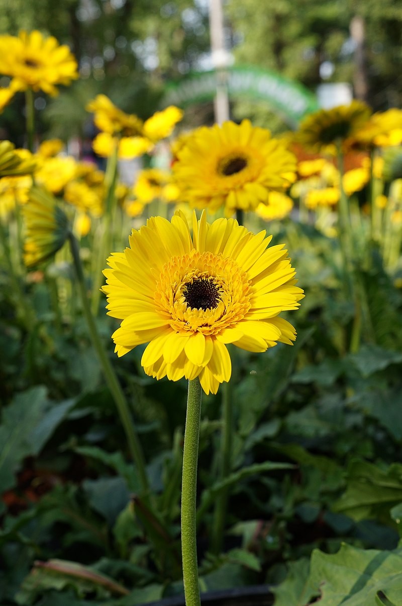 A yellow gerberas flower, with dozens of larger petals along the outside, and dozens of smaller petals towards the center, with a black speckly center, and other gerberas flowers in the background.