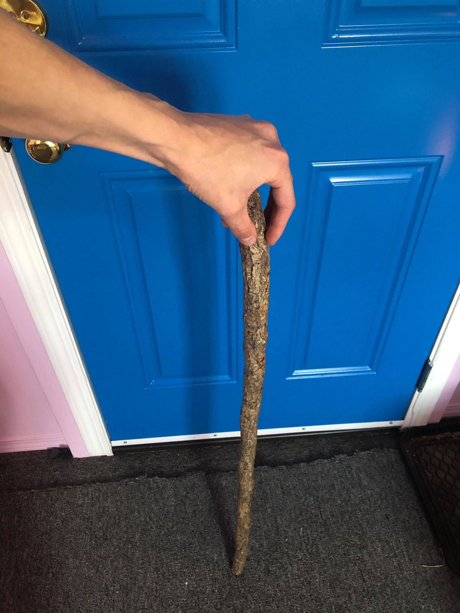 A somewhat rougher, a bit shorter cane stick. It's got a fair number of cracks throughout the bark, but it's well varnished like that, like four layers.
