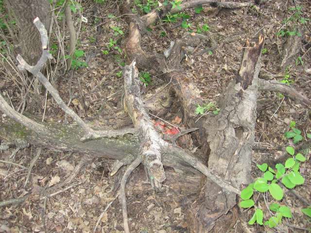 The box hidden in the wild, with a log laying overtop of it.