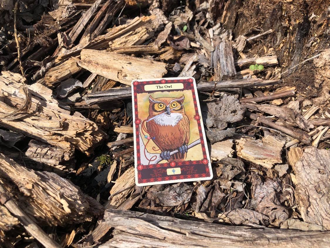 An owl holding a needle and thread, the card laying on the forest debris.