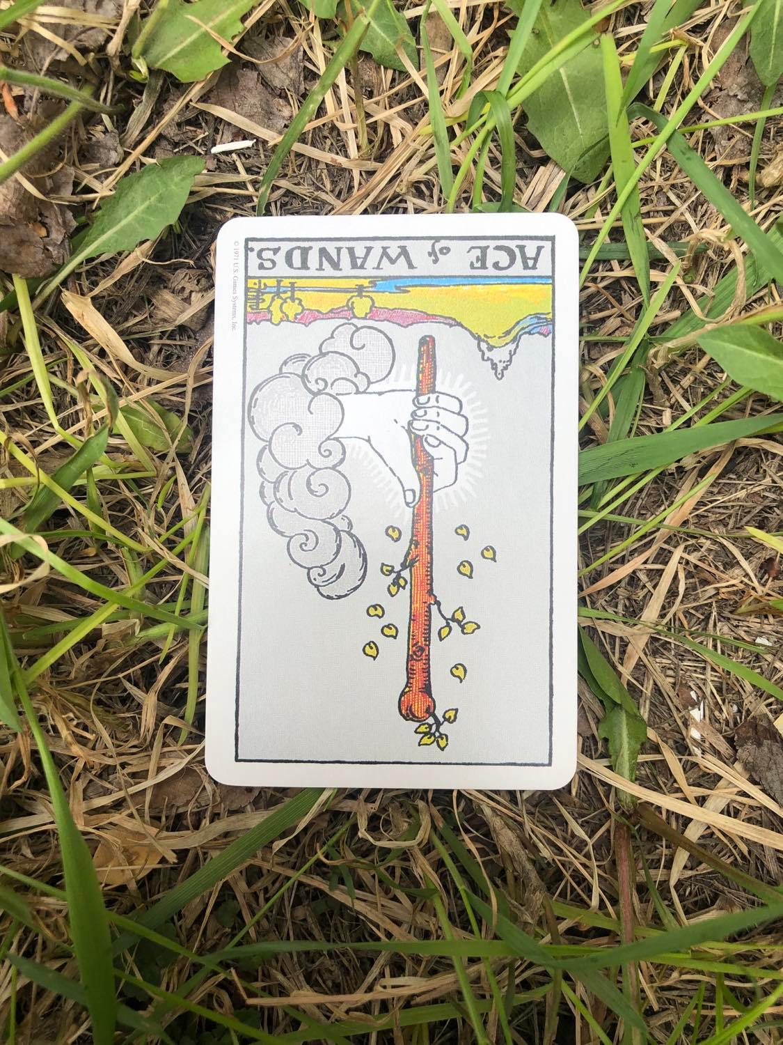 The Ace of Wands, inverted, laying in the grass.