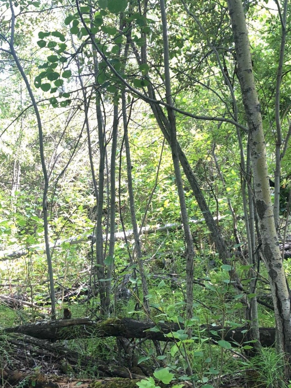 The middle of a forest, of poplar trees. It's dense and full of vines, while deadfall litters the ground.