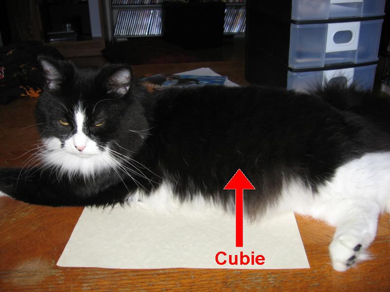 A picture of Nikita, the black and white cat, sitting on a wooden table, with an arrow labelled cubie pointing towards her belly.