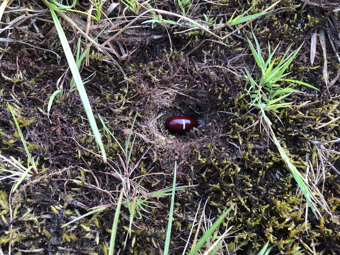 A bean labelled number 1 sitting inside of a hole in the soil, surrounded by grasses and moss.