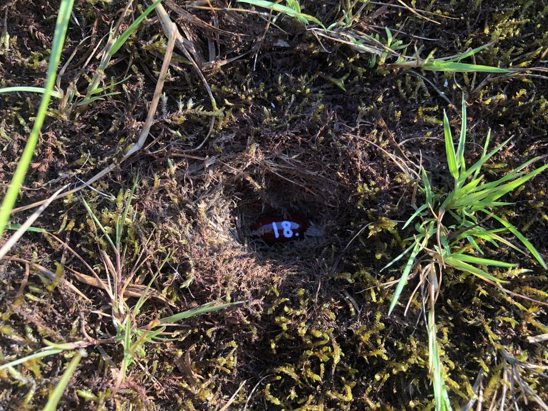 A bean labelled number 18 sitting inside of a hole in the soil, surrounded by grasses and moss.
