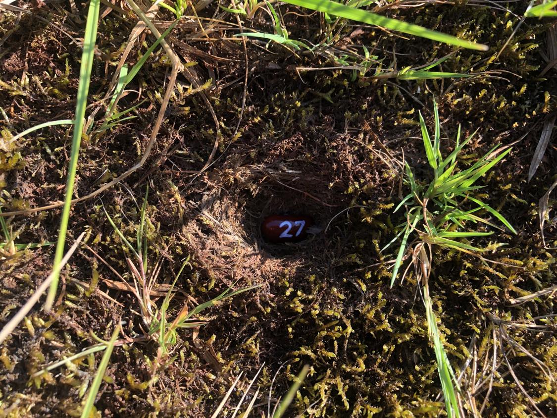A bean labelled number 27 sitting inside of a hole in the soil, surrounded by grasses and moss.