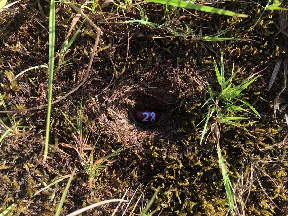 A bean labelled number 28 sitting inside of a hole in the soil, surrounded by grasses and moss.