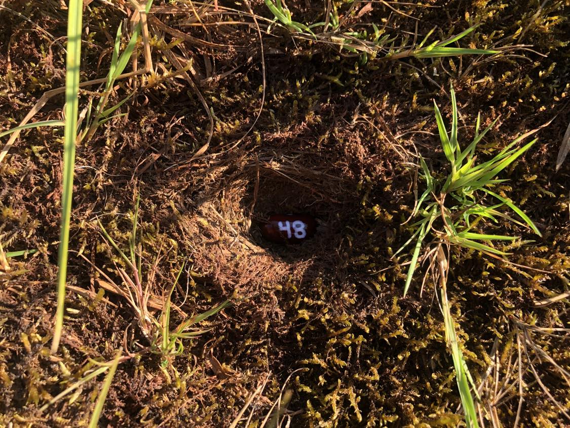 A bean labelled number 48 sitting inside of a hole in the soil, surrounded by grasses and moss.