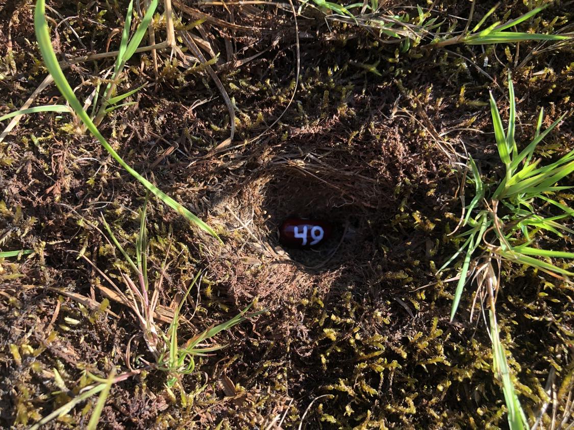 A bean labelled number 49 sitting inside of a hole in the soil, surrounded by grasses and moss.