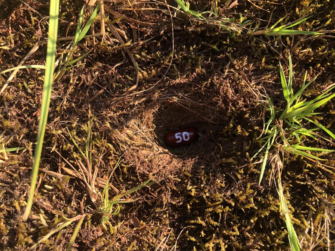 A bean labelled number 50 sitting inside of a hole in the soil, surrounded by grasses and moss.