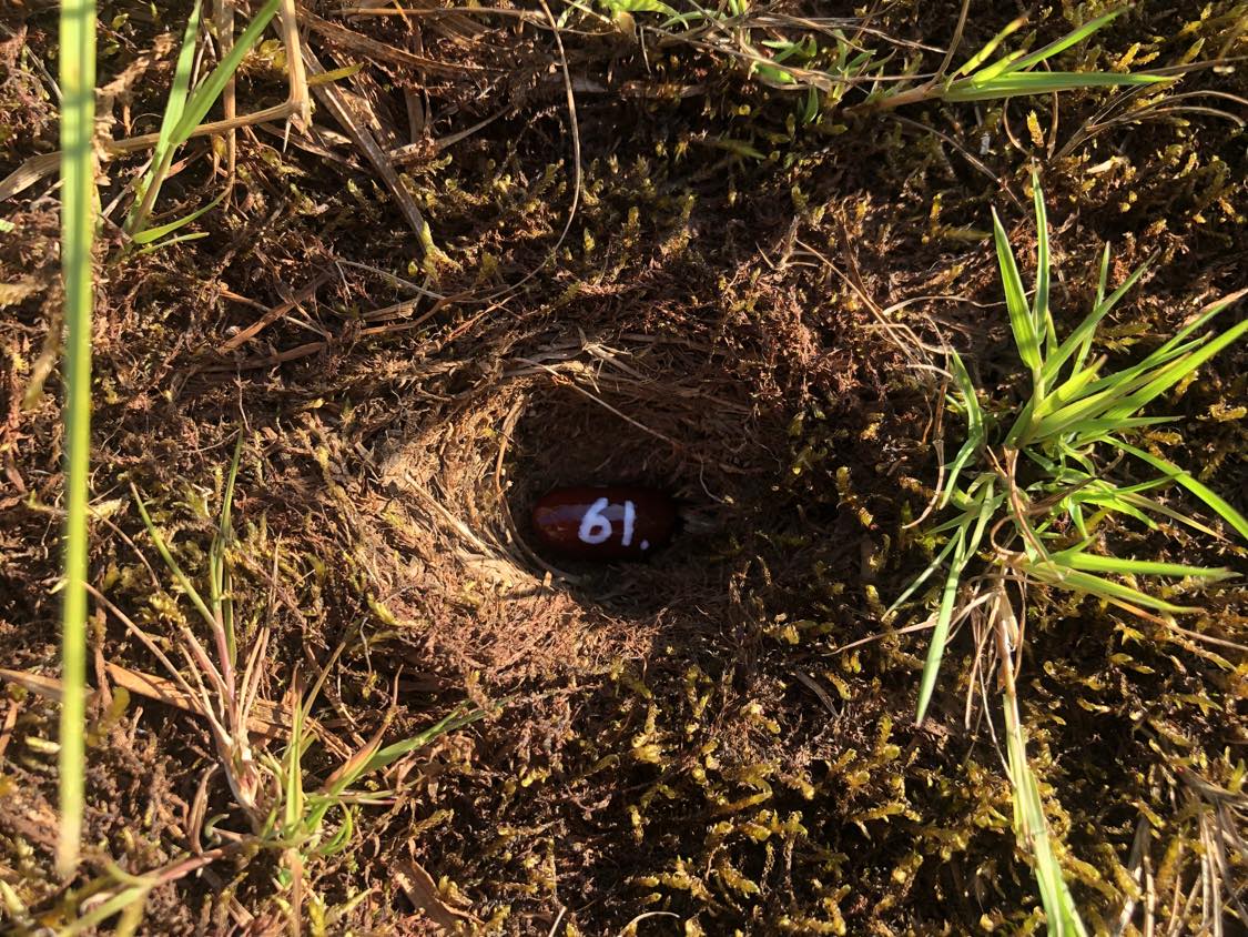 A bean labelled number 61 sitting inside of a hole in the soil, surrounded by grasses and moss.