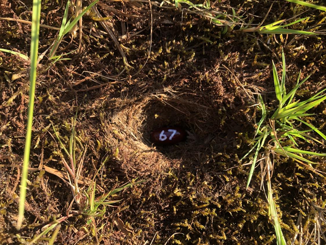 A bean labelled number 67 sitting inside of a hole in the soil, surrounded by grasses and moss.