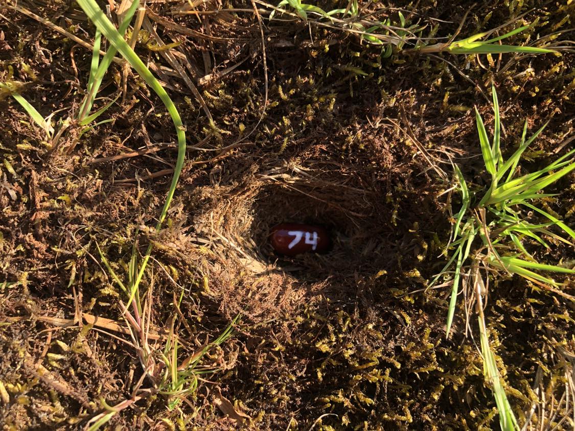 A bean labelled number 74 sitting inside of a hole in the soil, surrounded by grasses and moss.