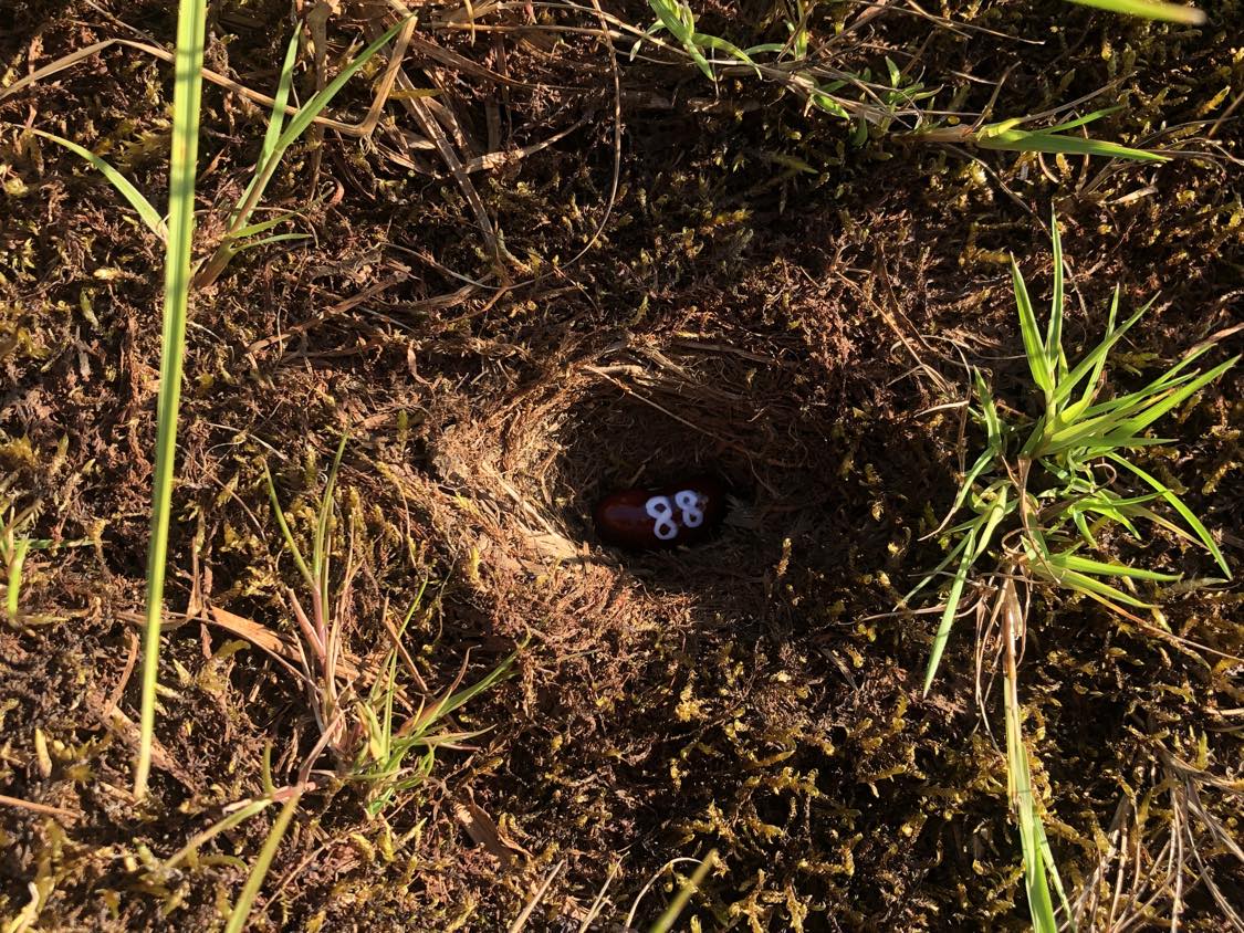 A bean labelled number 88 sitting inside of a hole in the soil, surrounded by grasses and moss.