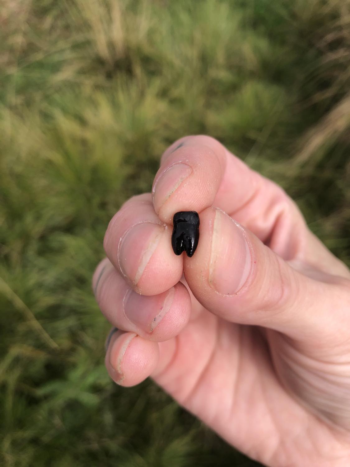 A black crystaline human molar