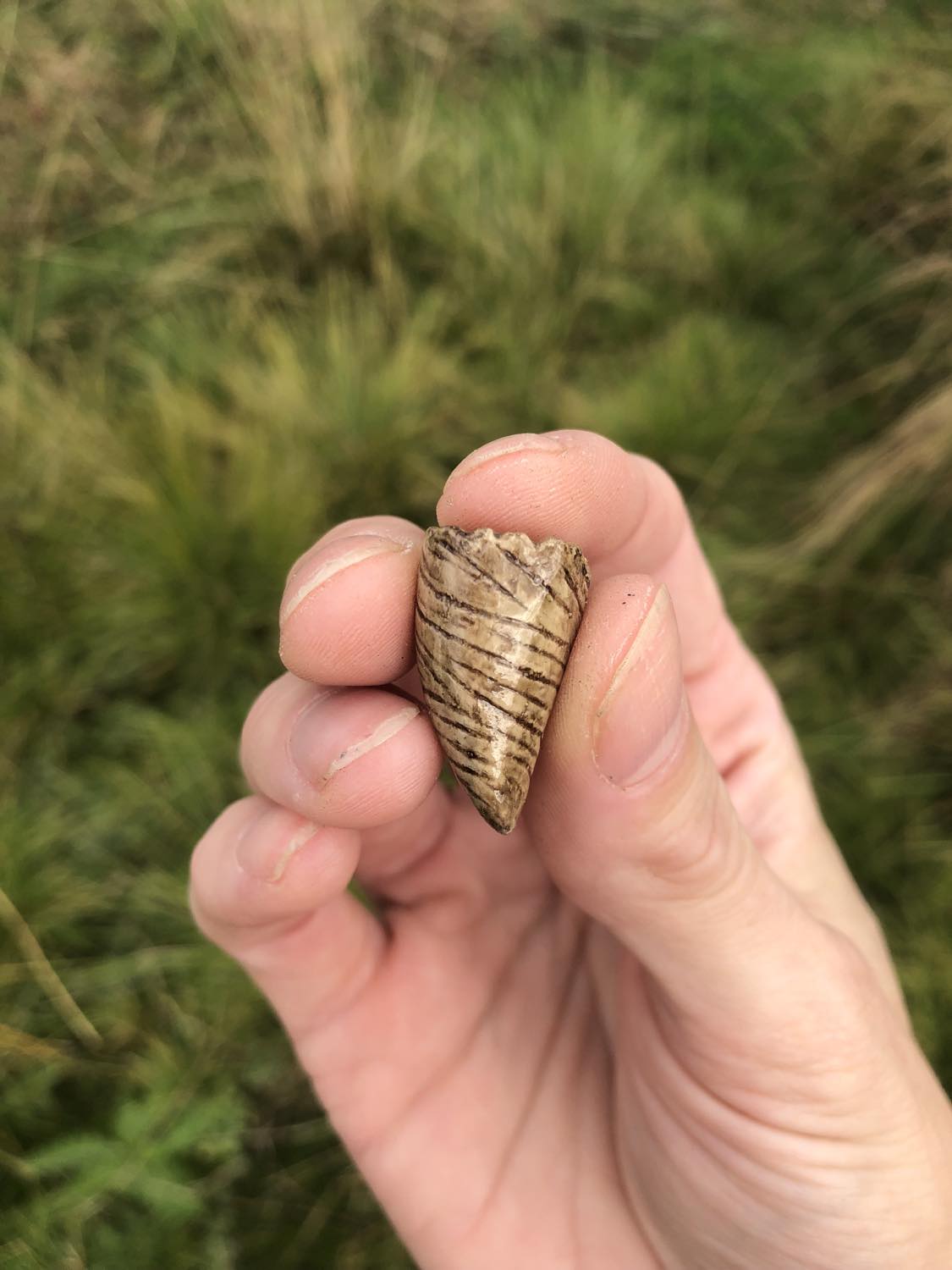 A spiralled beholder tooth